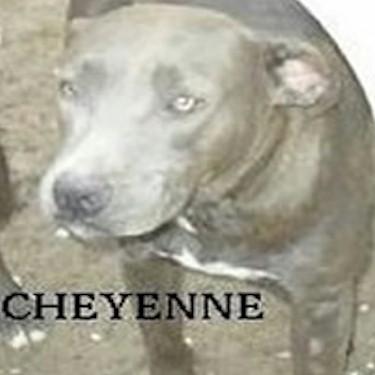 Myers Crosbys Cheyenne Pit Bull.jpg